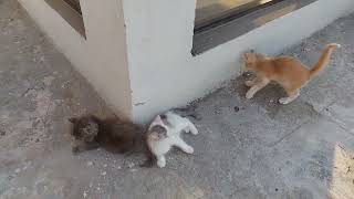 Rescued Orange Kitten Loves To Tease His Adopted Siblings And Play With Them