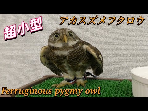 フクロウ 超小型アカスズメフクロウの生態 Ferruginous Pygmy Owl Youtube