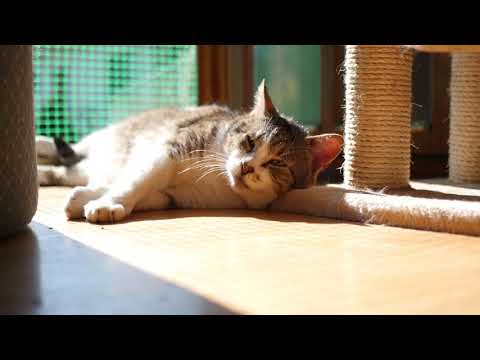 Uyuyan Kedi Videoları