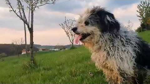 Samsung galaxy s10 with Zhiyun smooth4.. Perfect combo..