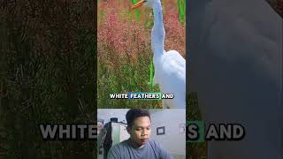 long neck goose #shortvideo #shorts