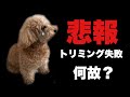 【悲報】トリミングに行ったらまさかの姿で帰ってくる トイプードルがシュナウザーに！