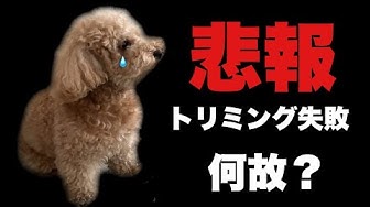 トリミング Youtube トリミング Youtube