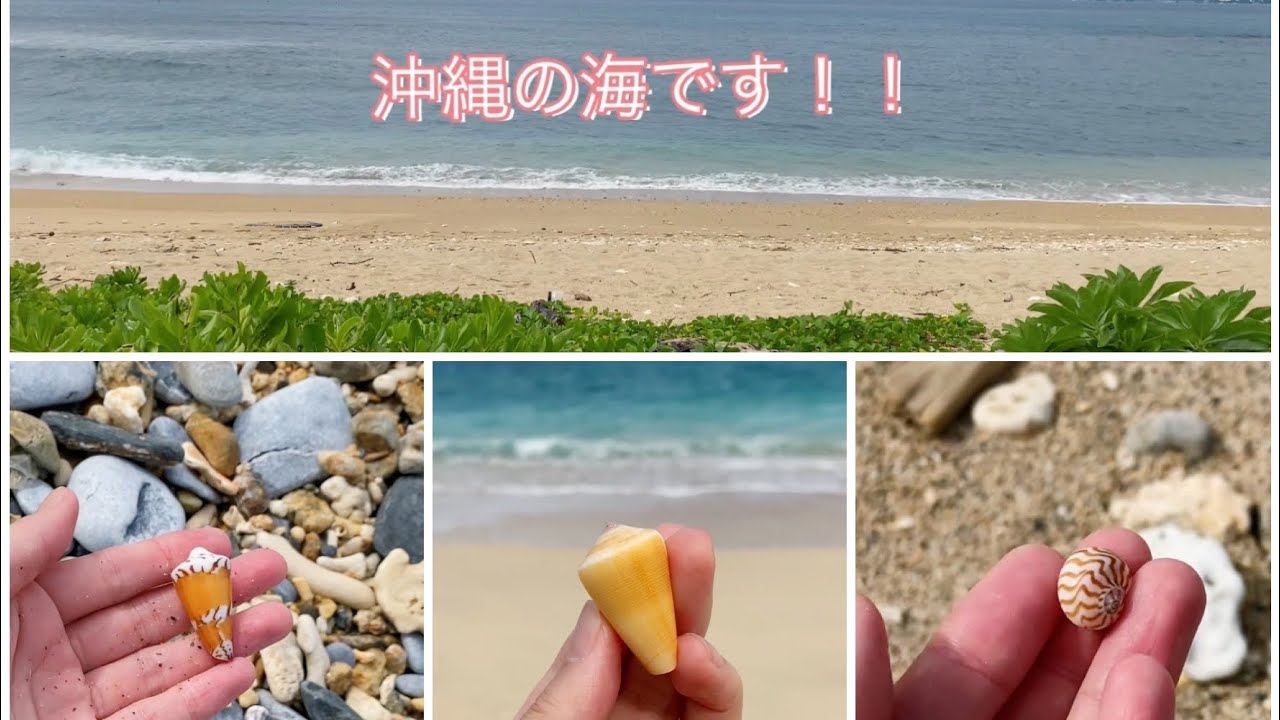 遠征/沖縄の海で貝殻拾い/ロウソクガイ/タガヤサンミナシ