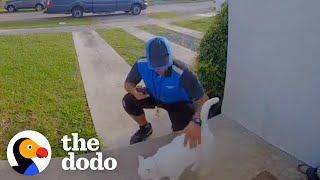 Cat Caught Greeting Delivery Drivers On Camera | The Dodo Cat Crazy