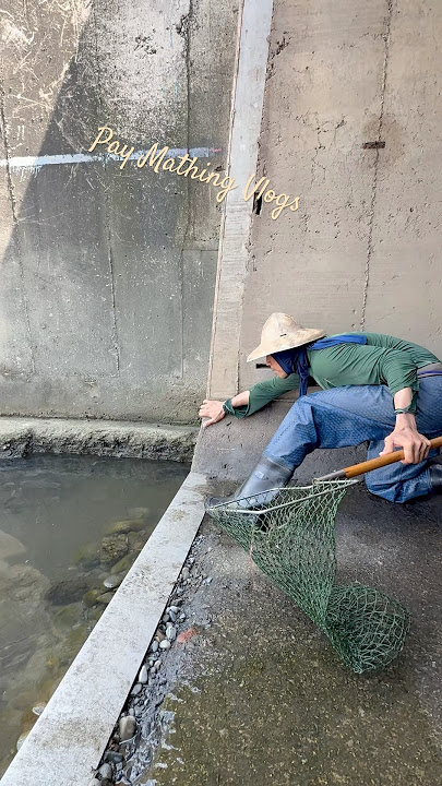Nagtakbuhan ang mga isda ng makahalata na huhulihin #viralvideo #trending #fishing #amazing #shorts