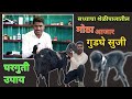 शेळ्यांचे गुडघे का सुजतात? व उपाय..#shelipalan #goat #घरगुतीउपाय