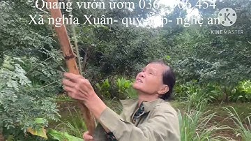 Mùa thu hái bồ kết ghép ba năm tuổi 2024( nay đã hết cây giống bồ kết ghép)