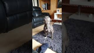 Blue staffy wanting attention