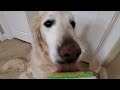 Asmr dog licking peanut butter off orapup tongue cleaning brush to freshen his breath