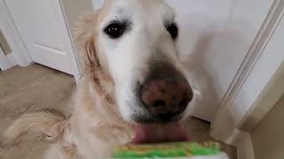 ASMR Dog Licking Peanut Butter Off Orapup Tongue Cleaning Brush To Freshen His Breath