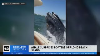 Whale shocks boaters off Jersey Shore