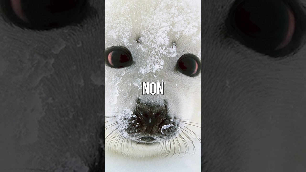 La Maman Phoque Est Sans Pitié #Shorts #animal #animaux