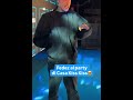 Fedez Sanremo 2026 #fedez #sanremo2026 #viral #kisskiss #radio