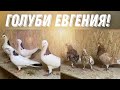 Бойные Голуби🕊 Голуби Евгения разной породы Бакинские Цурецкие…#бойныеголуби #pigeons #bird #animal