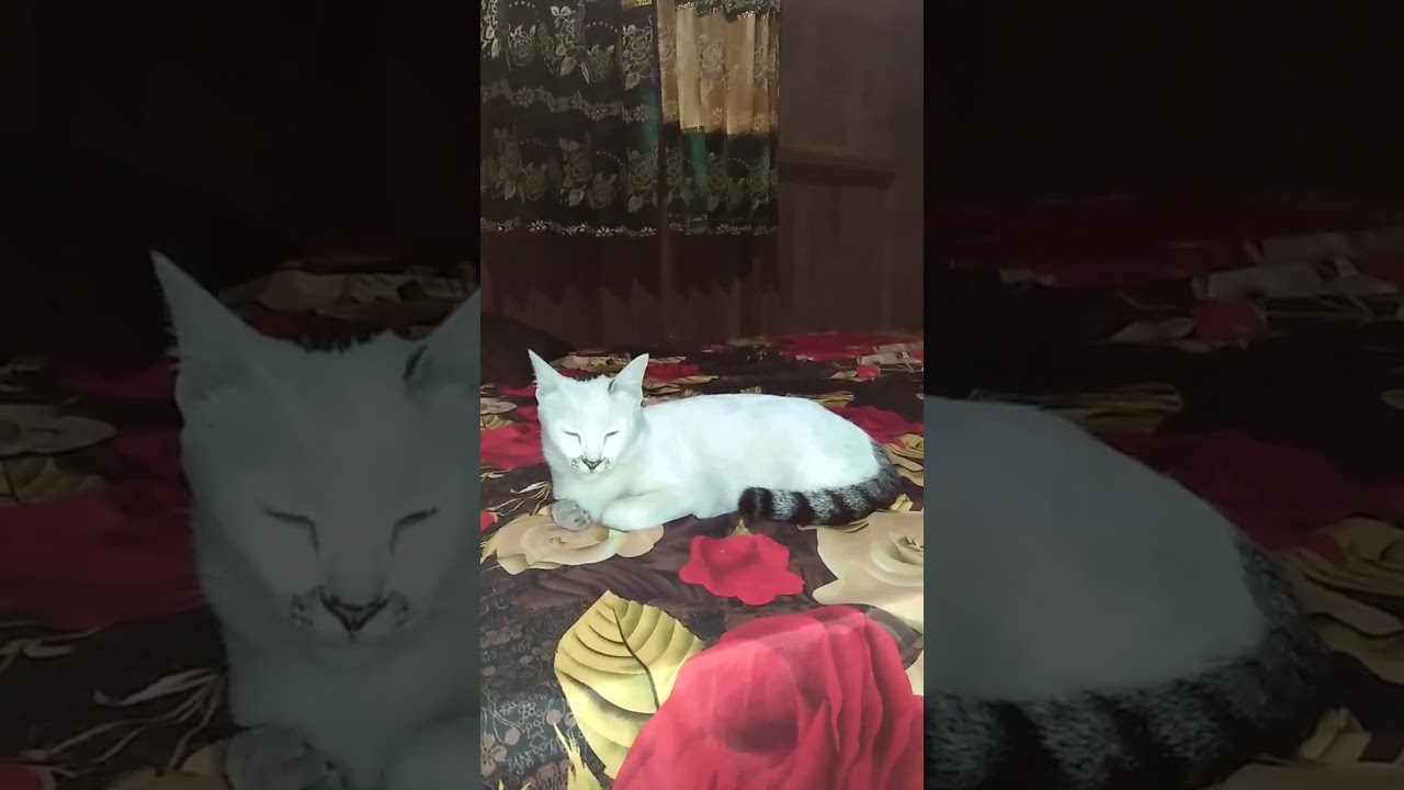 Kucing ngantuk subuh-subuh 