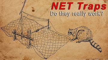 Using Classic Net Traps To Catch Raccoons In ACTION