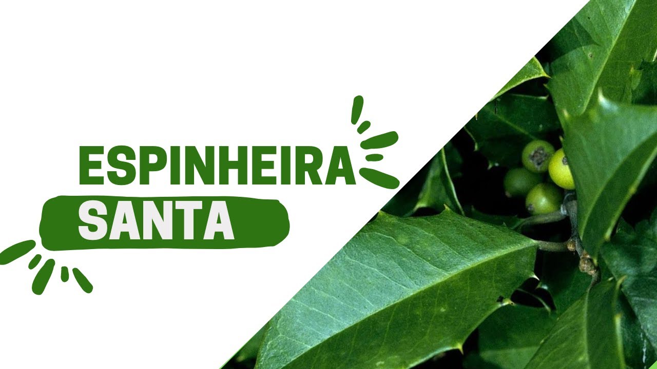 Quanto tempo leva para a espinheira santa fazer efeito - YouTube