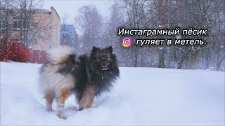 Питер завалило снегом. Гуляю со своей собакой. Питер завалило снегом. Гуляю со своей собакой.