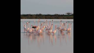 French Flamingos Flashing Colorful Wings - Mating Ritual/Courtship Ritual #exoticbirds#shorts