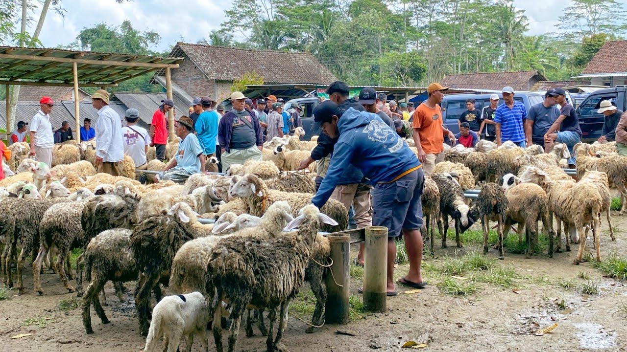 Pasaran Harga Domba Babon Anak Cempe Murah Pasar Hewan Domba Sanggrahan Pakis Magelang terbaru 2026