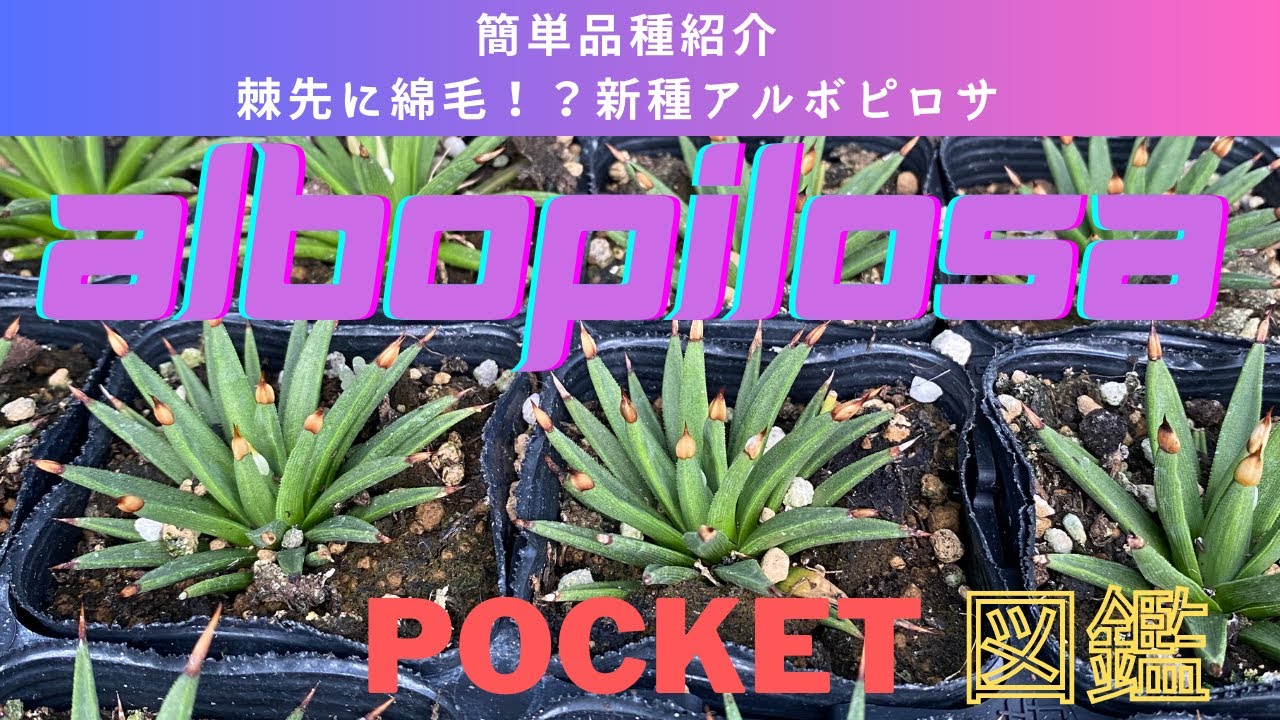 アルボクレシル胚珠リーフレット