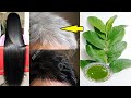 WHITE HAIR TO BLACK AND GROW LONG HAIR OVERNIGHT WITH GUAVA LEAVES EASY AT HOME