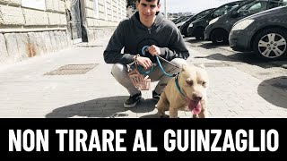 LEZIONE 2: Come insegnare al proprio cucciolo a non tirare al Guinzaglio, Passeggiata con il cane!