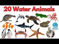 Water Animals Name In Hindi & English| पानी में रहने वाले जीवों के नाम | Sea Animals for Kids