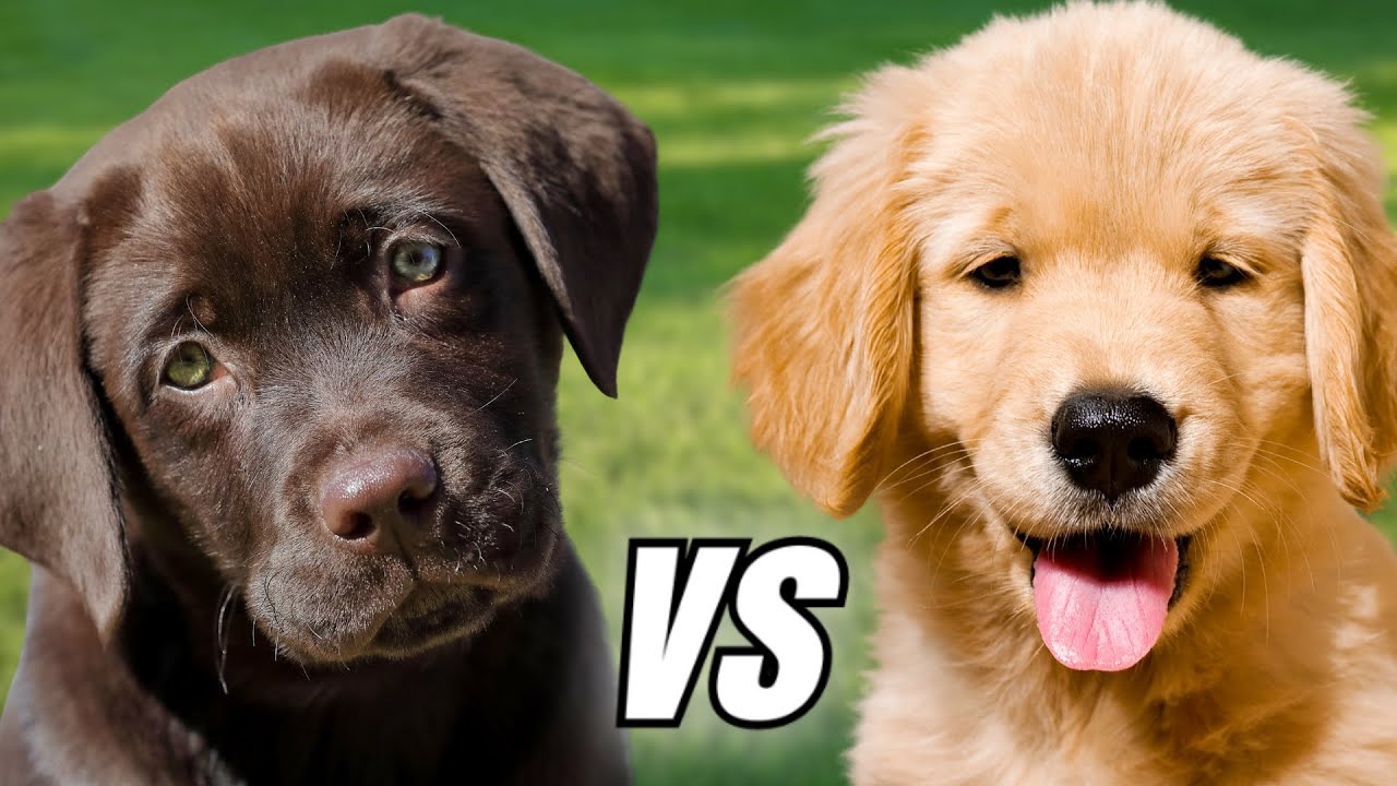 Golden Retriever vs Labrador Retriever: The Battle Of The Breeds