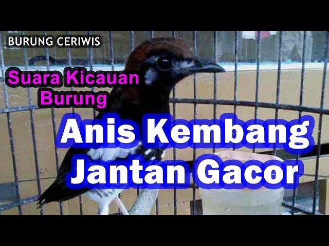 Suara Kicauan Burung Anis Kembang Jantan Gacor Full Isian class=