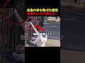 白鳥の命を助けた男性、白鳥がとった行動とは...#感動 #感動する話 #泣ける話