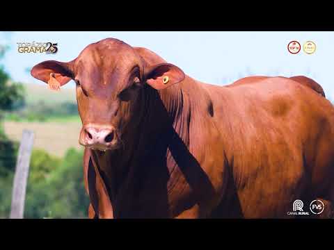 LOTE 09 - ZT 4834