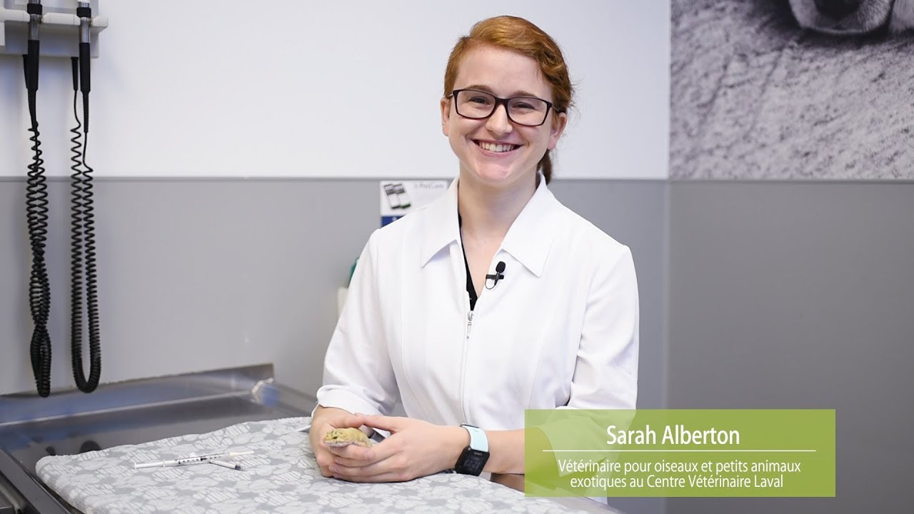 Gecko Im Injection How to administer oral medication to your gecko? - YouTube