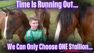 Our Final Stallion Decision Starts NOW! Who should be the Father for Javelin's next  Foal ? Horse