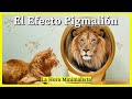 🦁DESCUBRE qué es el EFECTO Pigmalión (La profecía autocumplida o creer es crear) hora minimalista 27