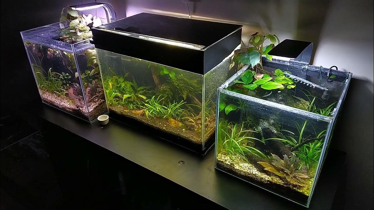 Три недели без обслуживания. Автономный аквариум. Водоросли и нитка ...