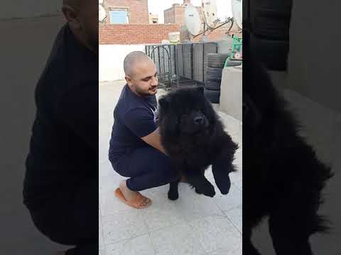 انتاجي ف الاتشاو حماده بوص