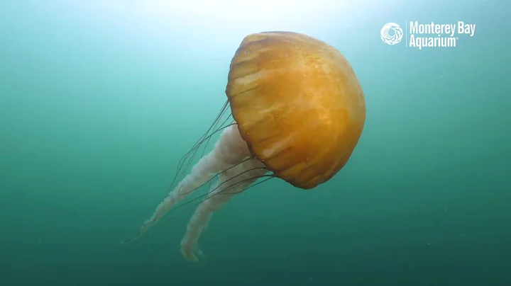 A Few Minutes With Wild Sea Nettle Jellyfish In Monterey Bay - DayDayNews