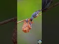 Cute Baby Birds || Waiting for Food 😍🐣 #Shorts #birds #nature #viralvideo #short #fyp