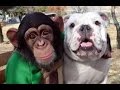 Monkey and Dog go shopping in Supermarket (HD) - Funny Show