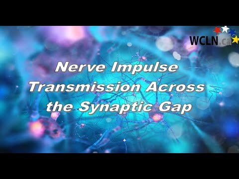 WCLN - Nerve Impulse Across the Synapse - YouTube