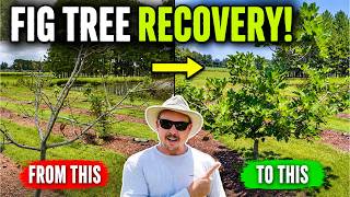 My Fig Trees Lost ALL Their Leaves… Look at Them Now!