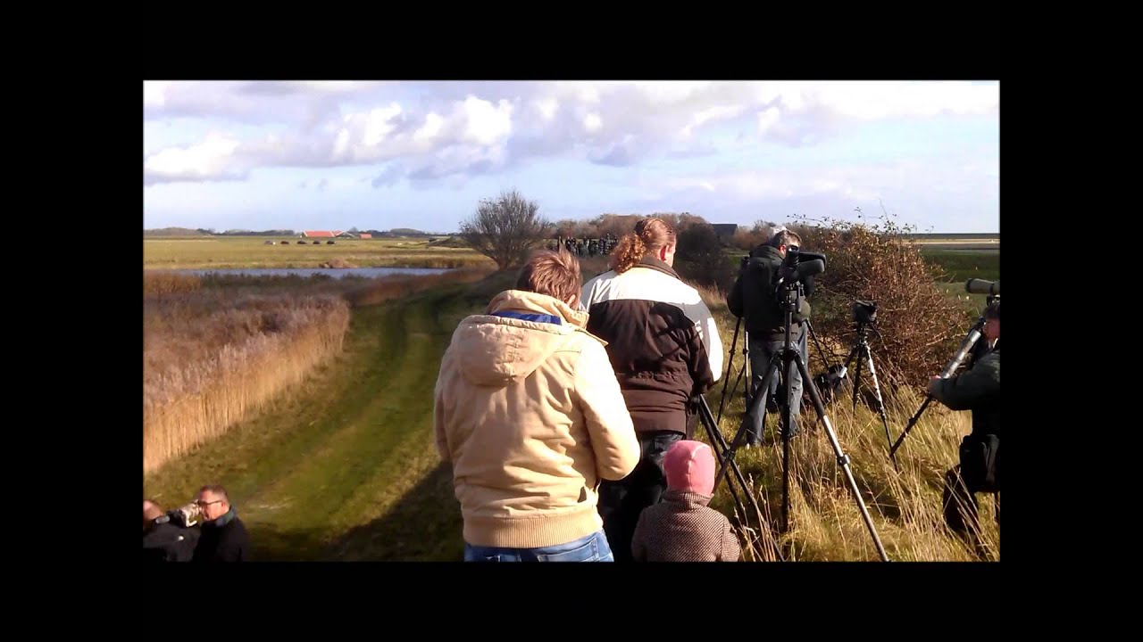 video to gif Steppeklapekster (lanius pallidirostris) op Texel