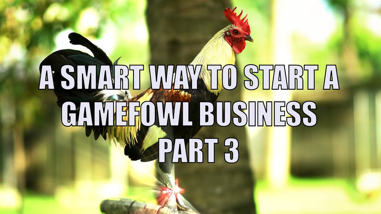 A Smart way to start a Gamefowl Business part 3