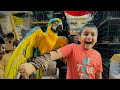 Alhamdulillah ali ko 5 lakh ka macaw parrot  pasad a gaya   macaw ny ali ko zakhmi kr deya 