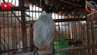 Si tilang umahan berteriak minta lawan ocehan liar...!!!