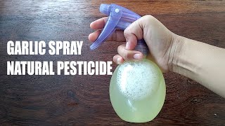 Garlic spray as natural pesticide -