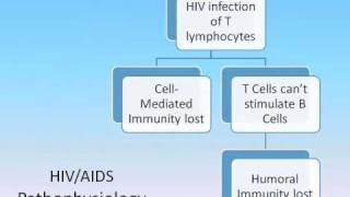 Immunity Part 2.wmv