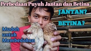 Cara membedakan puyuh jantan dengan puyuh betina